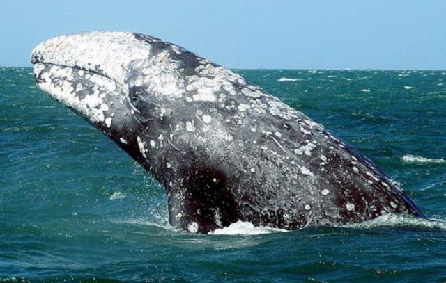 La ballena gris