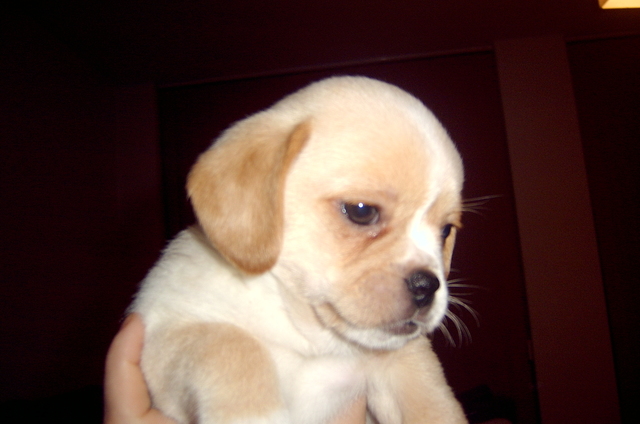 Me regalan un perrito