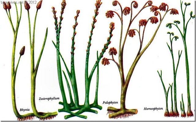 Primeras plantas terrestres