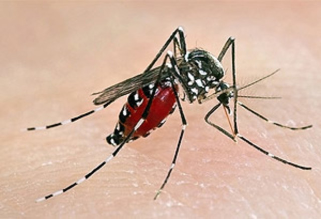 Charles Finlay Identifiies Yellow Fever Culprit