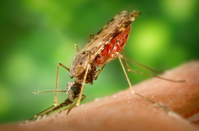 Malaria Increases