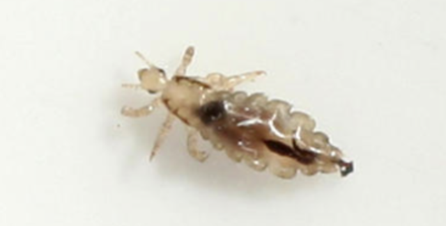 Getting Typhus in Barracks