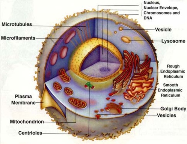 LOCALIZZAZIONE DEL DNA NEL NUCLEO