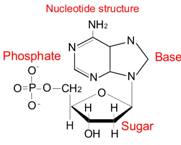 STRTTURA DEI NUCLEODITI