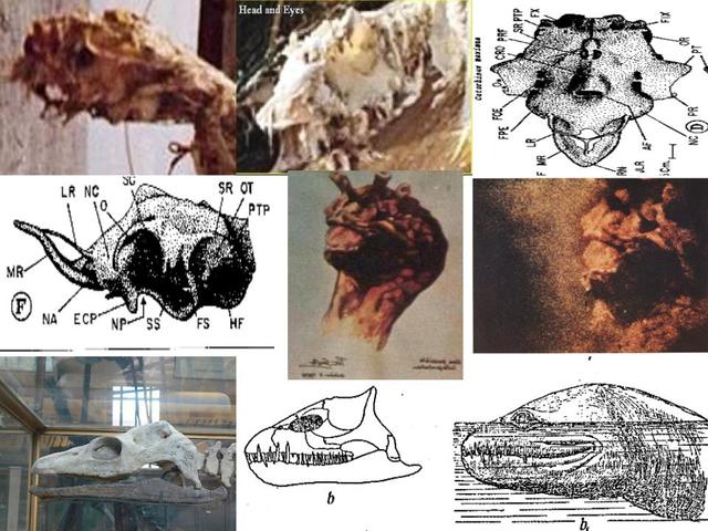 The Academy of Applied Science Expeditions