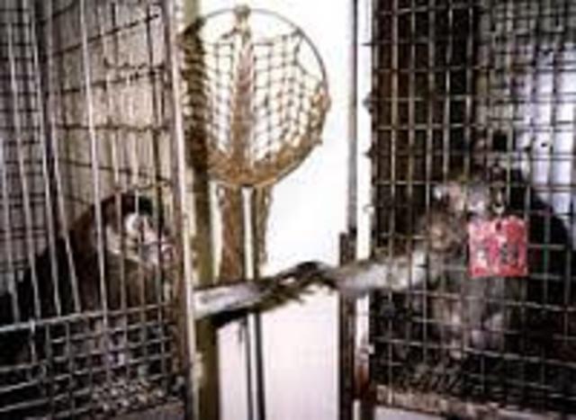 Laboratory Animal Welfare Act