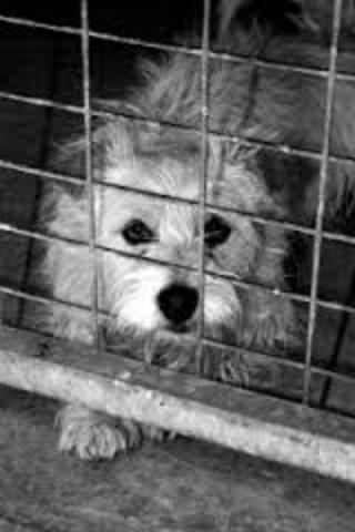 Broadening of the Animal Welfare Act