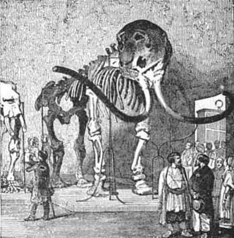A mammoth was discovered in Siberia