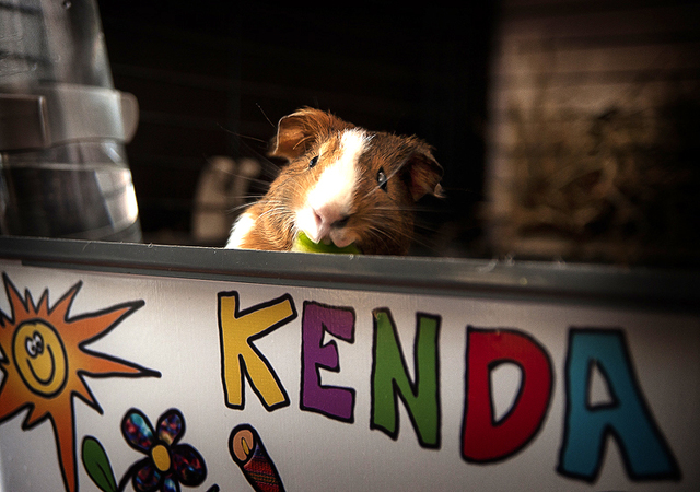 2011 ME REGALARON MI PRIMERA  MASCOTA