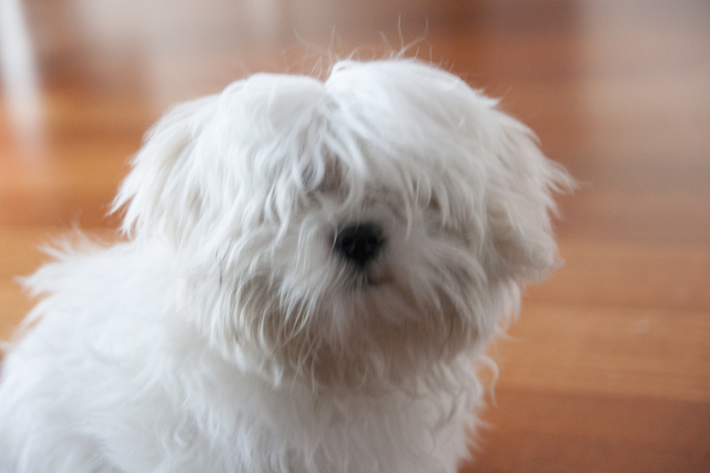 2014 ME REGALARON UN PERRO