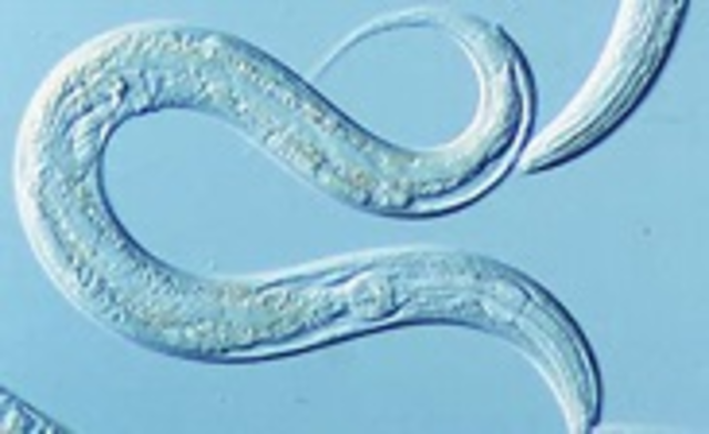 The first organisms begin to form.