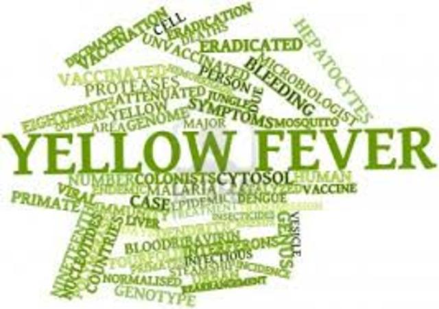 Yellow Fever