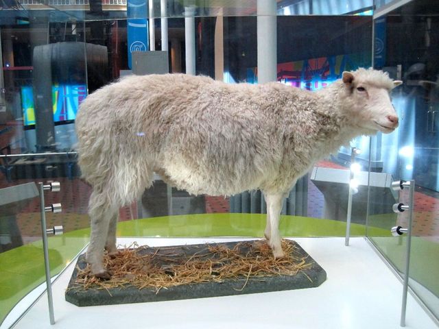 Muere la Oveja Dolly