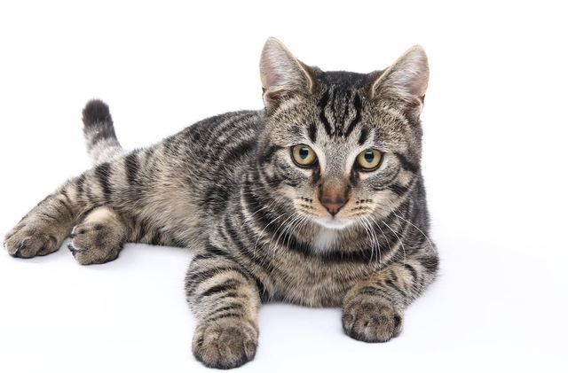 Kitten SWAGDADDY Brought to the Family