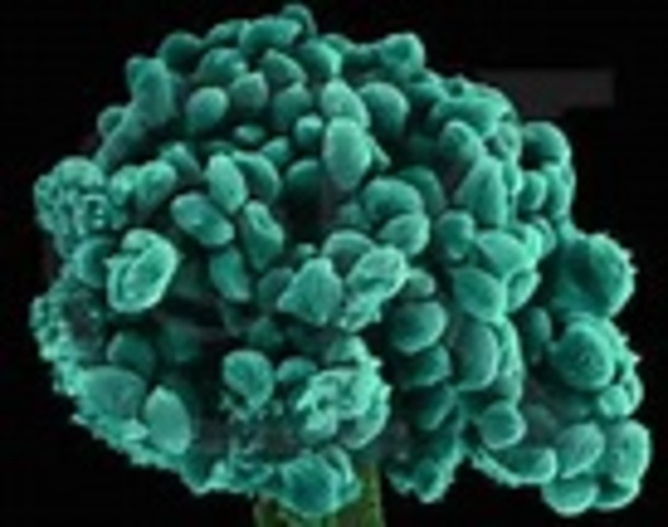 First shelled organisms, such as arthropods and mollusks, appear.