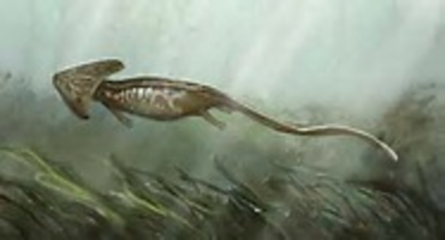 First amphibians appear.