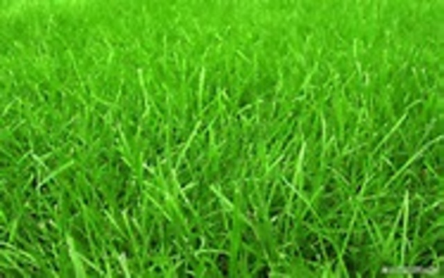 First grasses appear