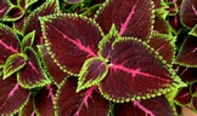 First land plants appear