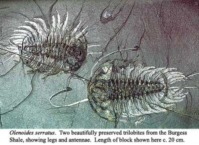 Bugs from Paleozoic era