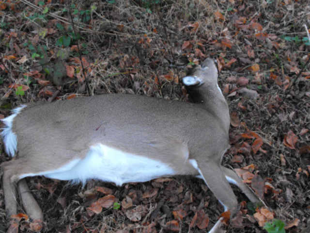 First deer i killed.