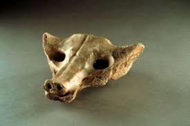 Camelid Sacrum in the shape of a canine