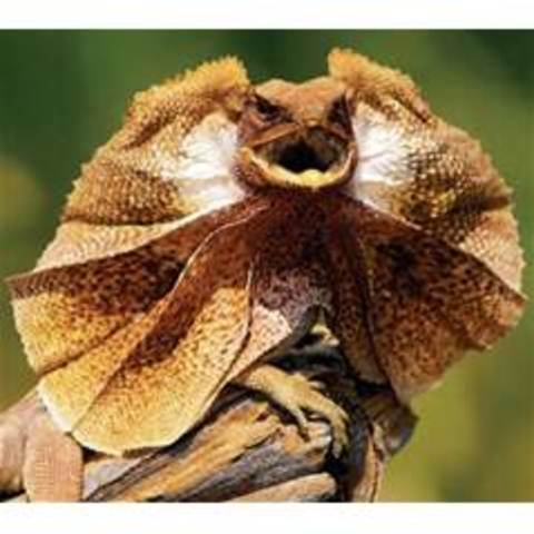 First reptiles appear