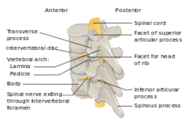 First possible vertebrates appear