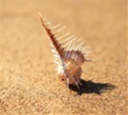 First shelled organisms, such as arthropods ans mollusks, ppear