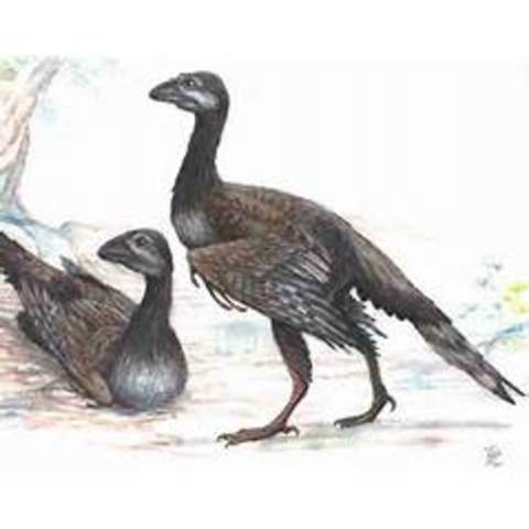 First primitive birds