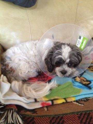 I got my first dog Chloe