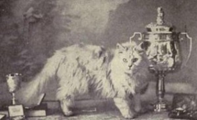 The First Standard Persian Cat Breed