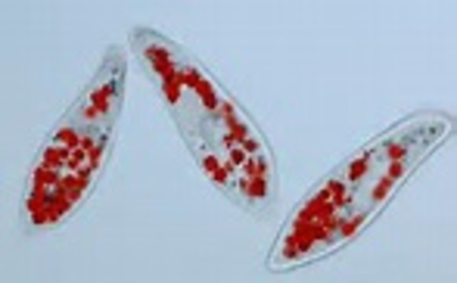 First Known Unicellular Life Appears