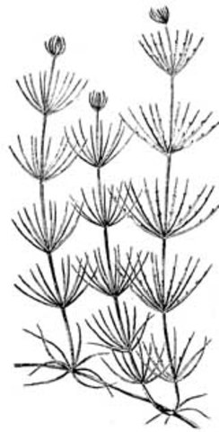 First Land Plants Appear