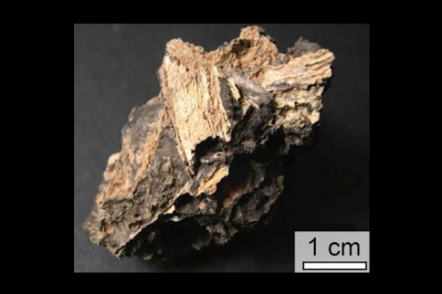 First Grasses Appear