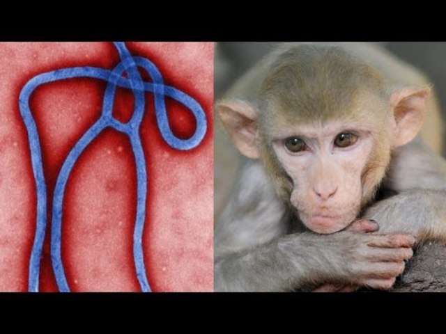 Scientists Enter the Monkey House