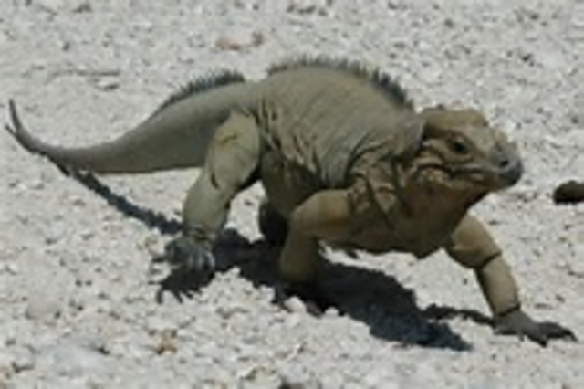 First reptiles appear.