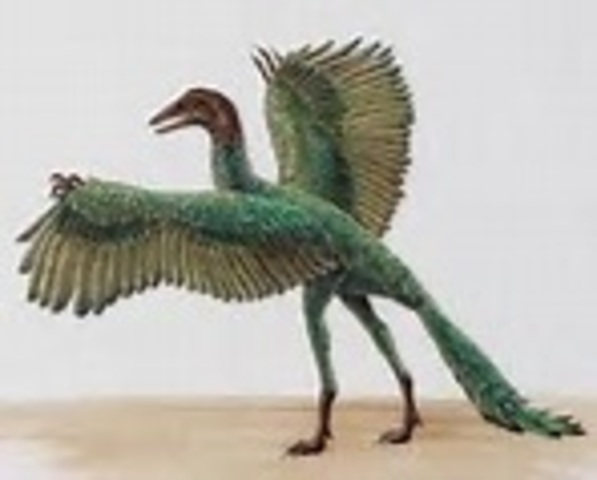 First primitive birds appear.