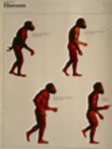 First early human ancestors appear.