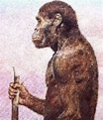 First Hominids Appear