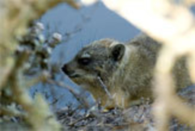 Most Modern Mammals Appear