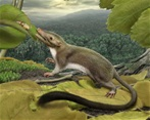 First Mammals Appear