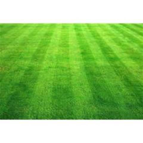 First grasses appear