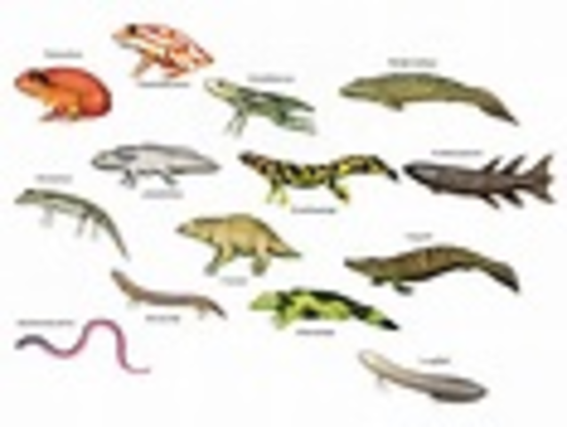 Mississippian Period