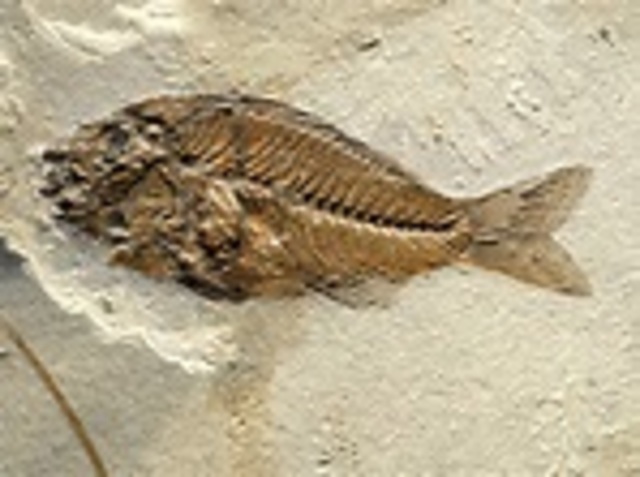 Fossils are rare.