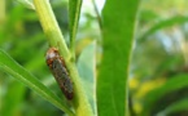 First known multicellular life appears.