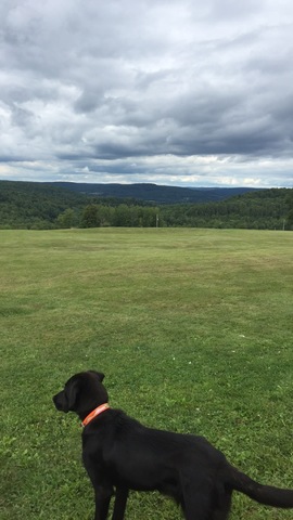 Purchased My New York Property