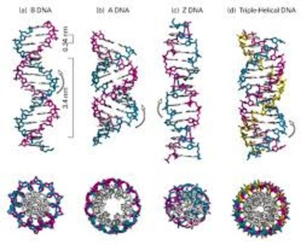 DNA strands