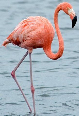 Started liking flamingos