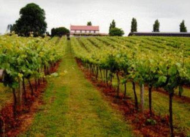 PRIMER PLANTACION DE VINO