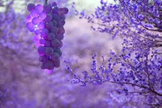 VINO EN LA ACTUALIDAD